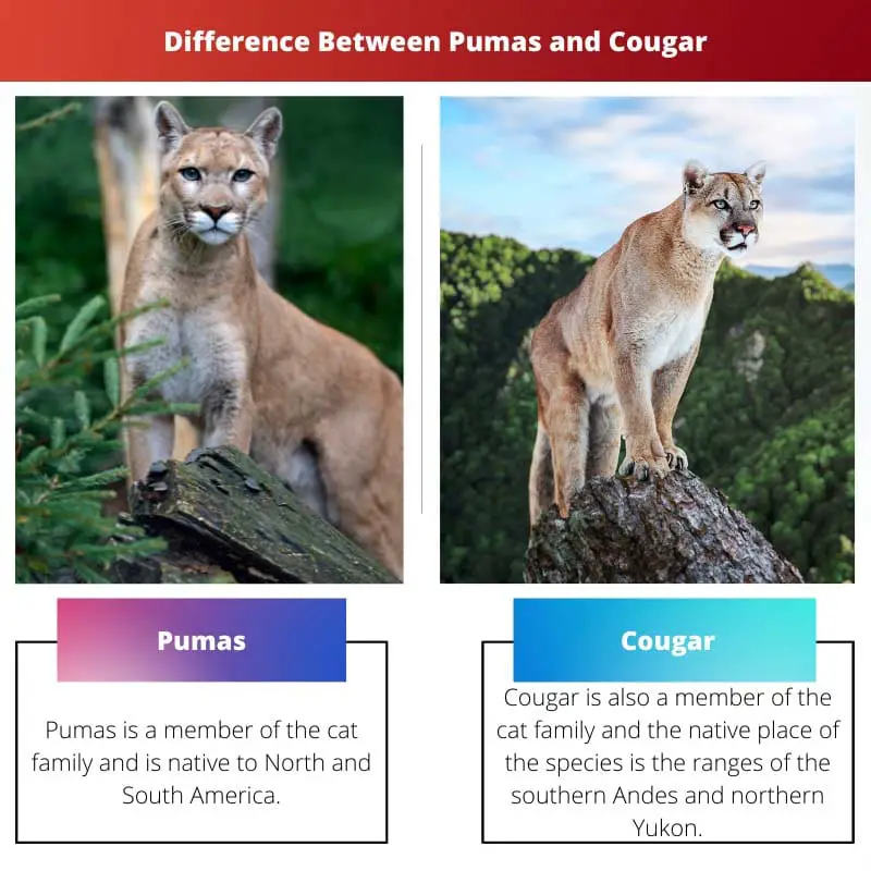 Difference Between Pumas and Cougar