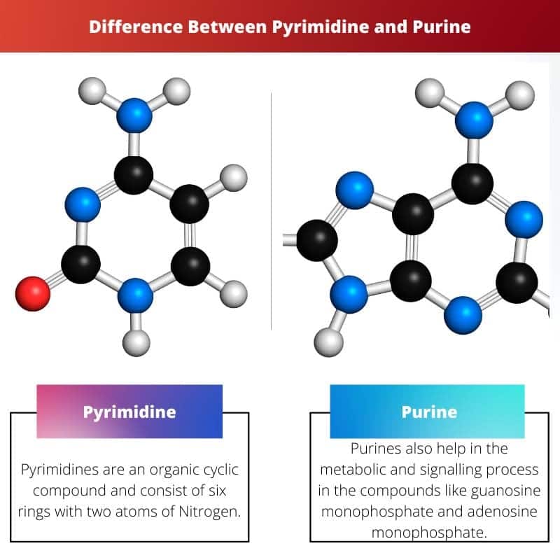 Difference Between Pyrimidine And Purine