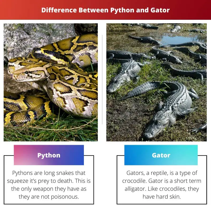 Διαφορά μεταξύ Python και Gator