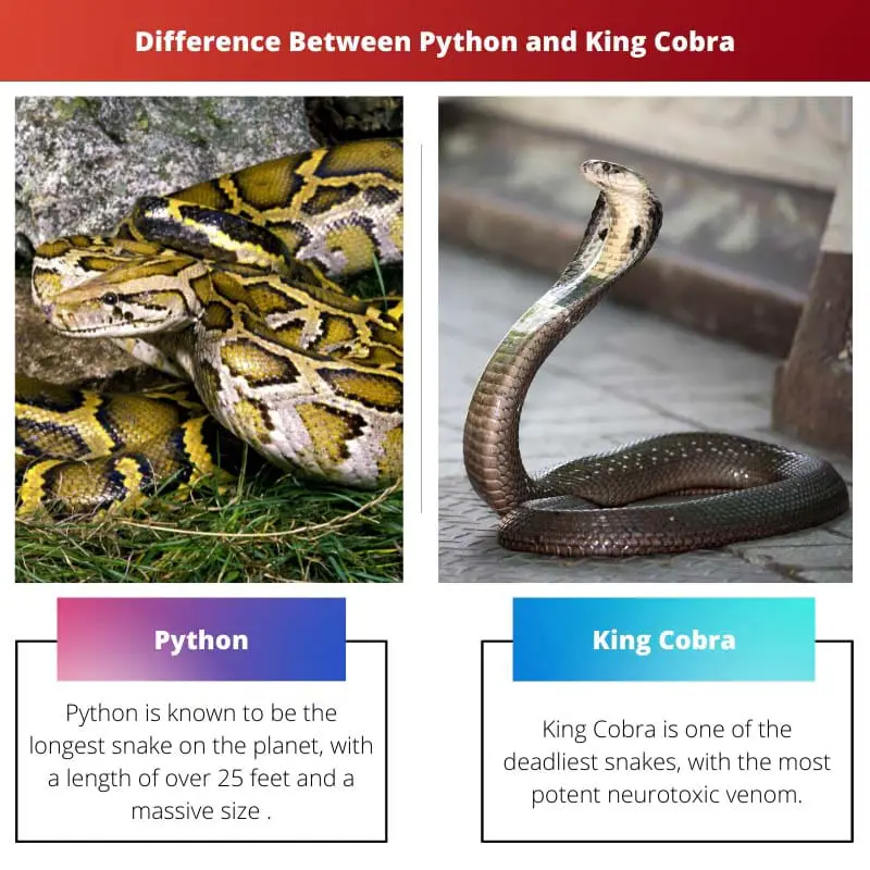 Difference Between Python and King Cobra
