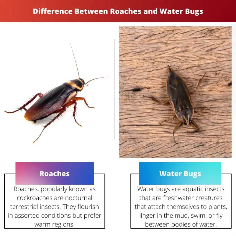 Roaches vs Water Bugs: atšķirība un salīdzinājums