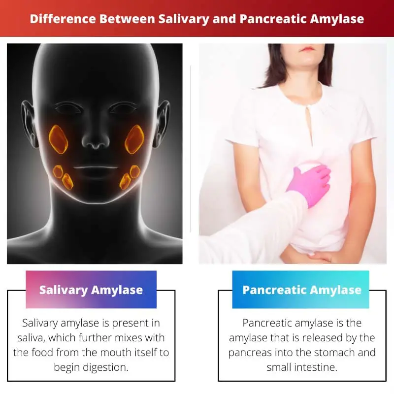Différence entre l'amylase salivaire et pancréatique