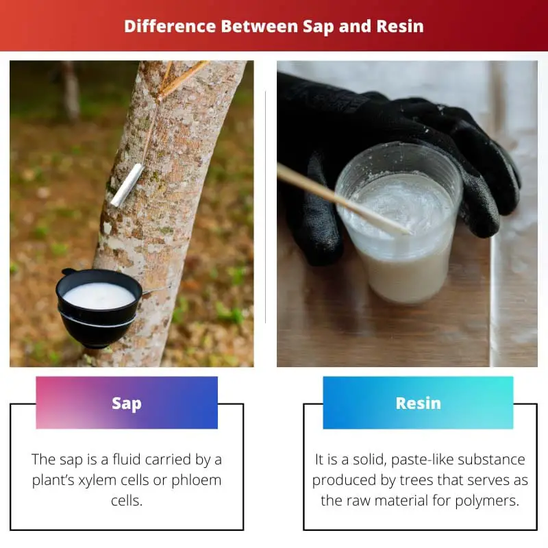 Difference Between Sap and Resin