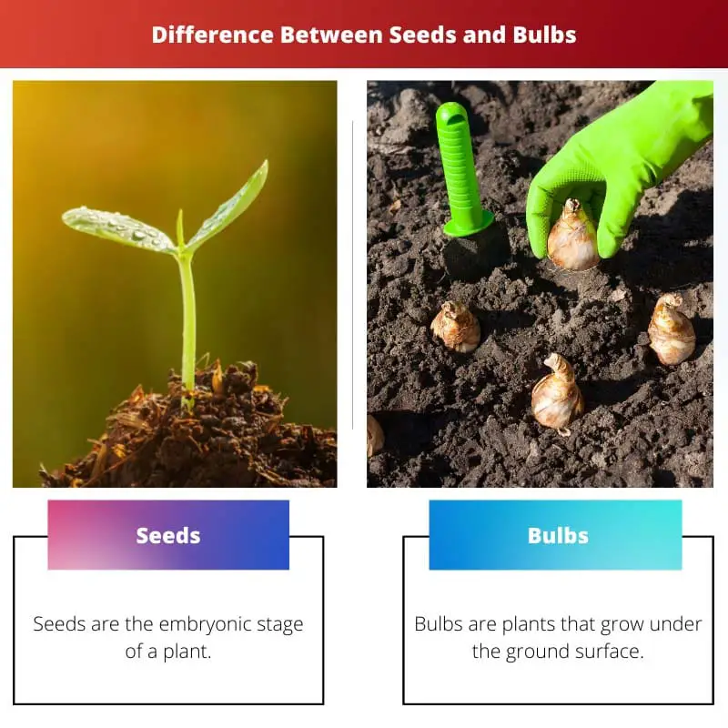 Difference Between Seeds and Bulbs