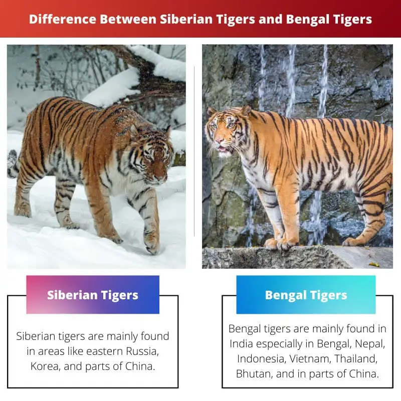 Diferença entre Tigres Siberianos e Tigres de Bengala