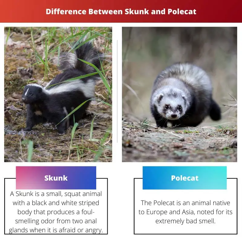 Diferença entre Skunk e Polecat