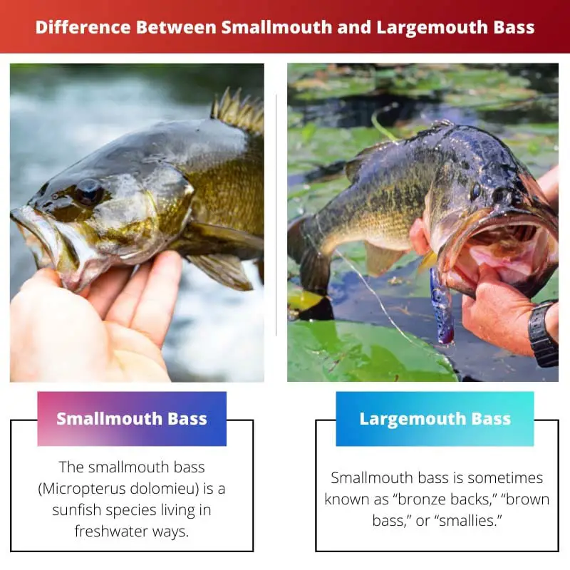 Difference Between Smallmouth and Largemouth Bass