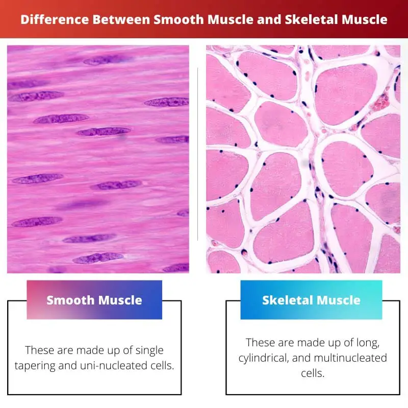 Difference Between Smooth Muscle and Skeletal Muscle