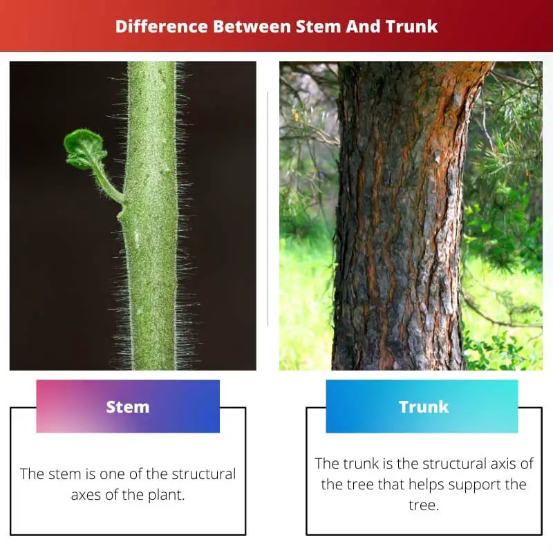 Razlika između stabljike i debla