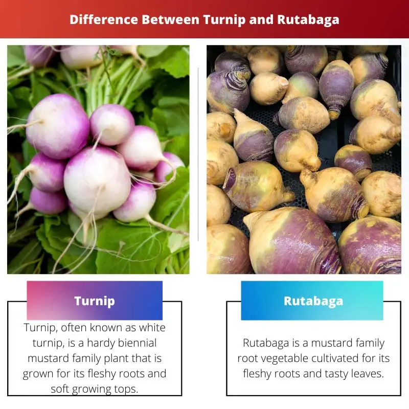 Difference Between Turnip and Rutabaga