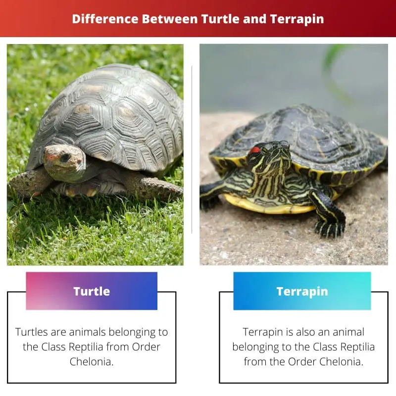 Difference Between Turtle and Terrapin