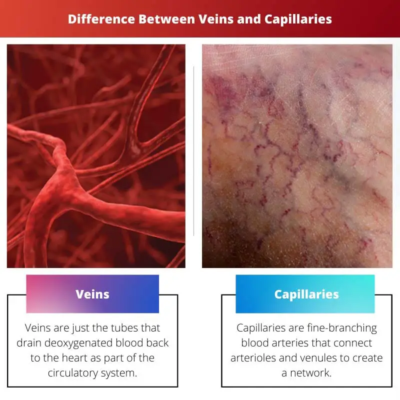 Diferencia entre venas y capilares