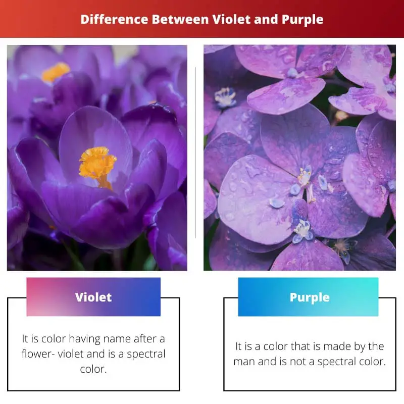 Différence entre violet et violet