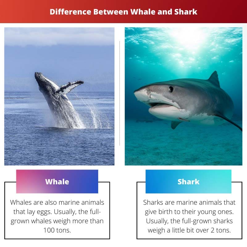 Difference Between Whale and Shark