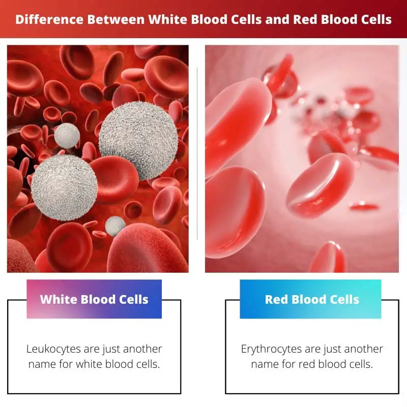Forskellen mellem hvide blodlegemer og røde blodlegemer