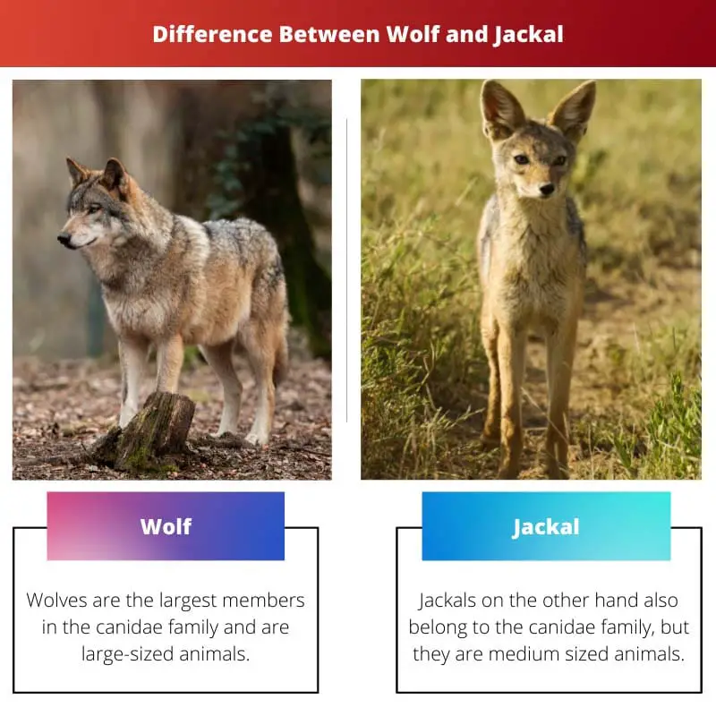 Atšķirība starp vilku un šakāli