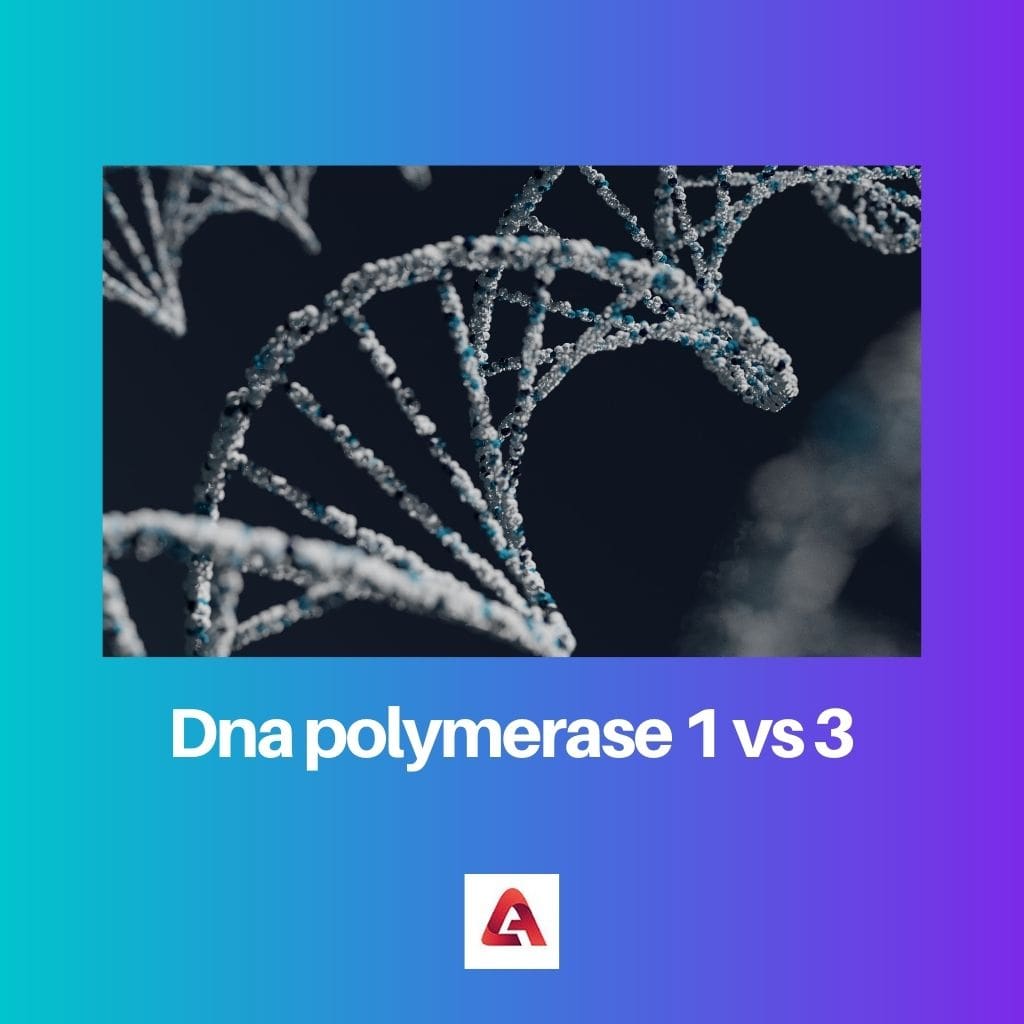 Dna polymerase 1 vs 3