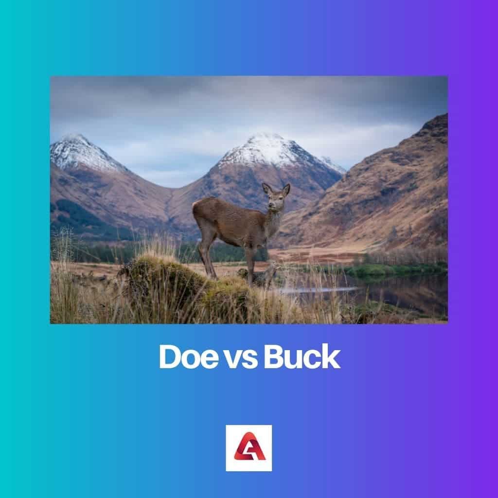 doe-vs-buck-difference-and-comparison