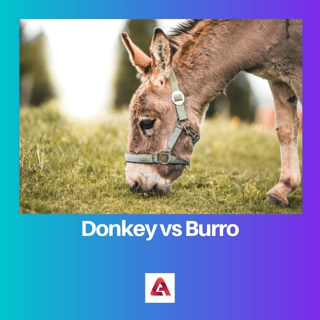 Donkey vs Burro