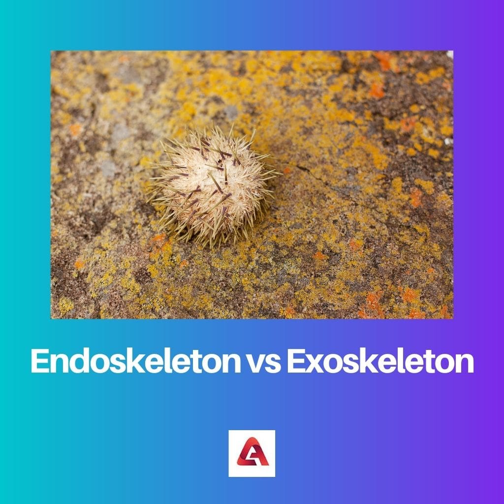 Endoskelett vs