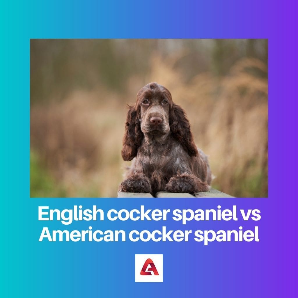 English cocker spaniel vs American cocker spaniel