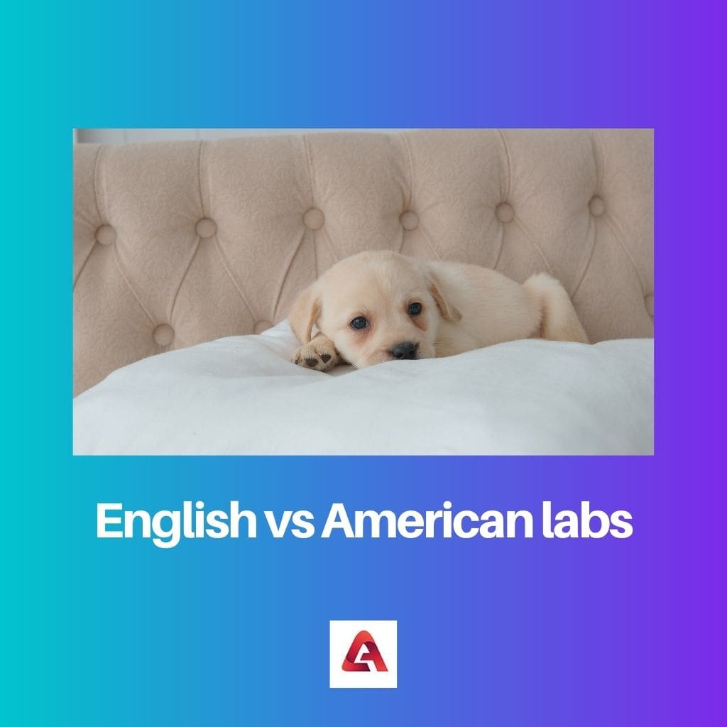 English vs American labs