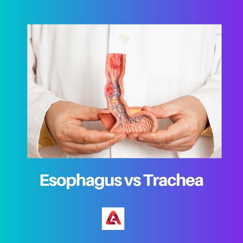 Esophagus vs Trachea