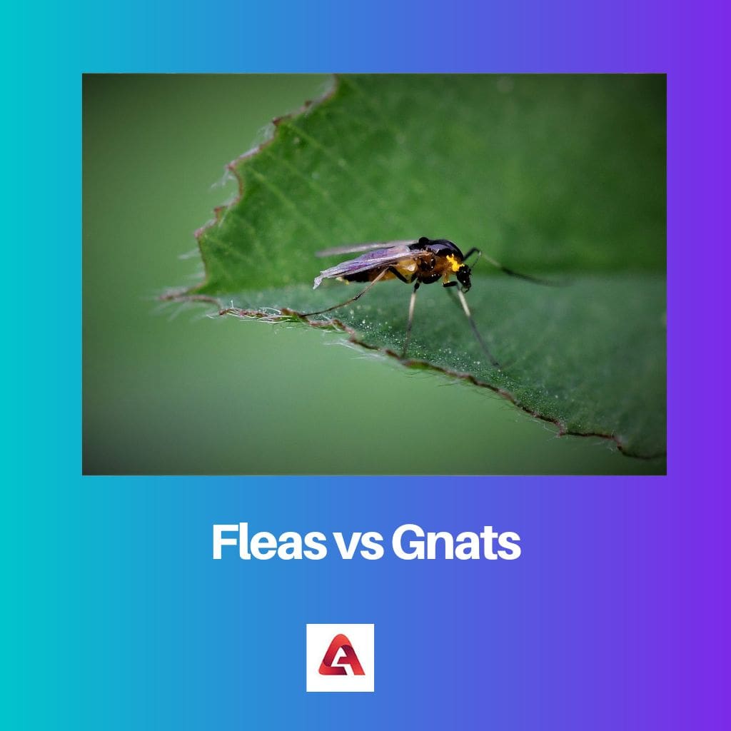 Fleas vs Gnats 1