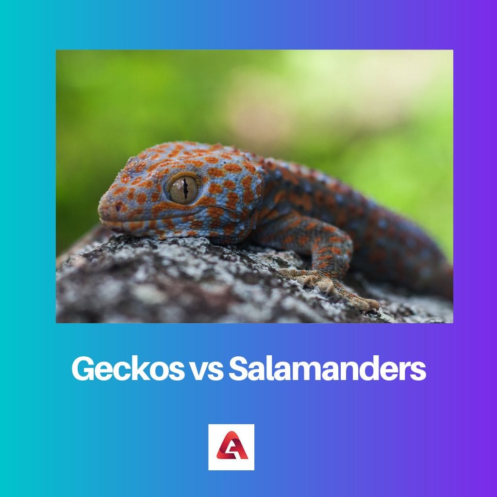 Geckos vs Salamanders