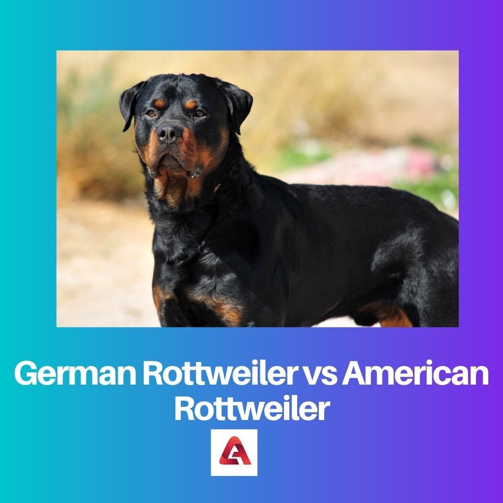 Немецкий ротвейлер против американского ротвейлера