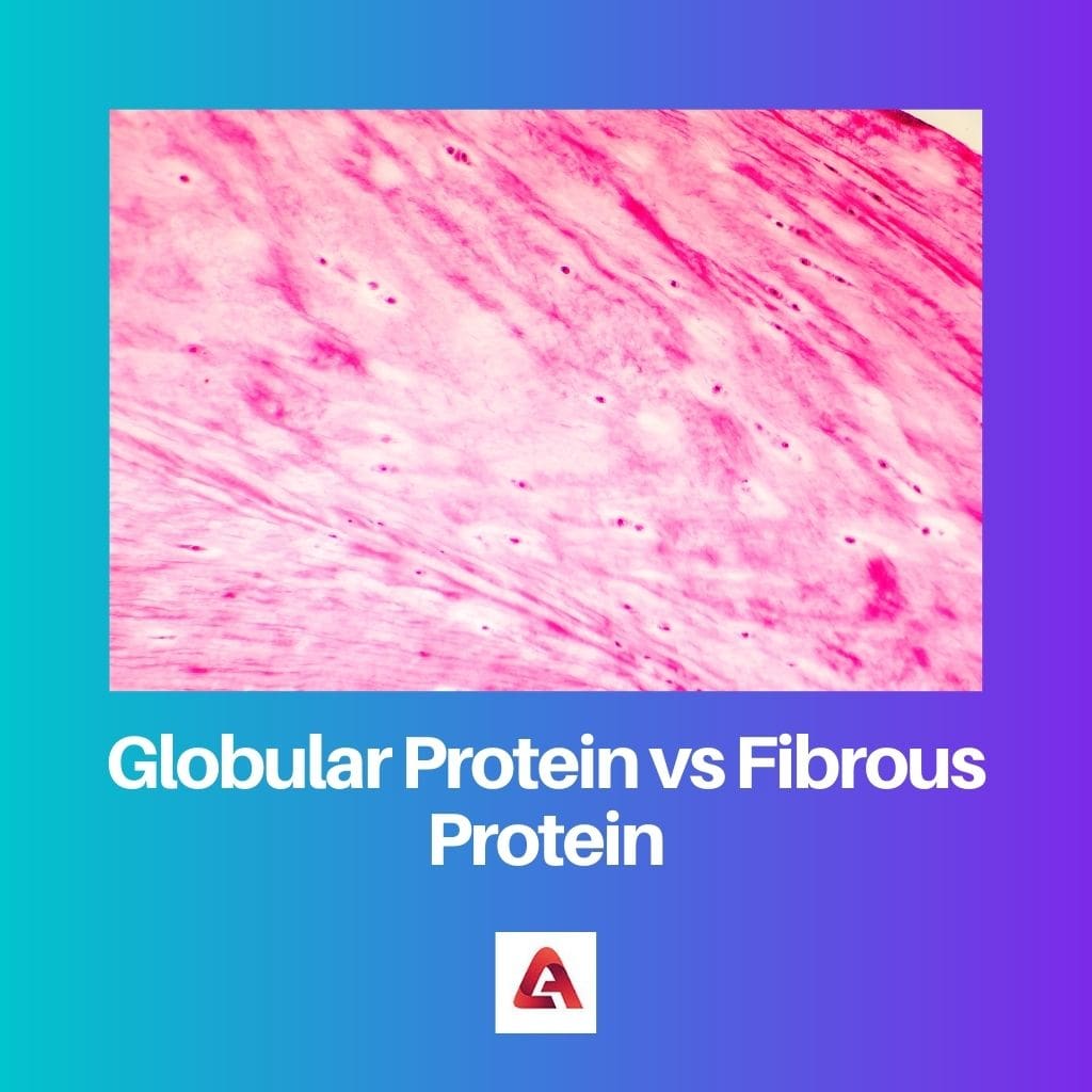 Globular Protein vs Fibrous Protein