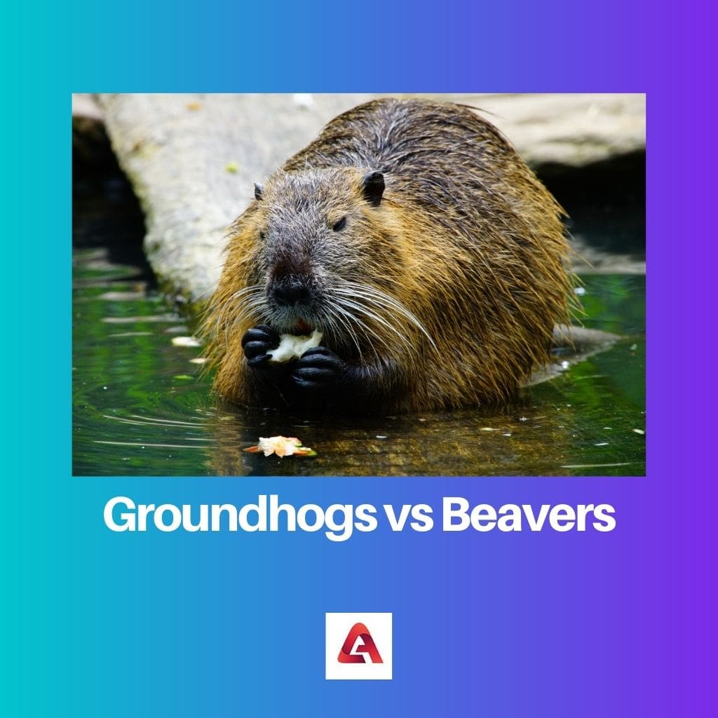 Groundhog vs Berang-berang