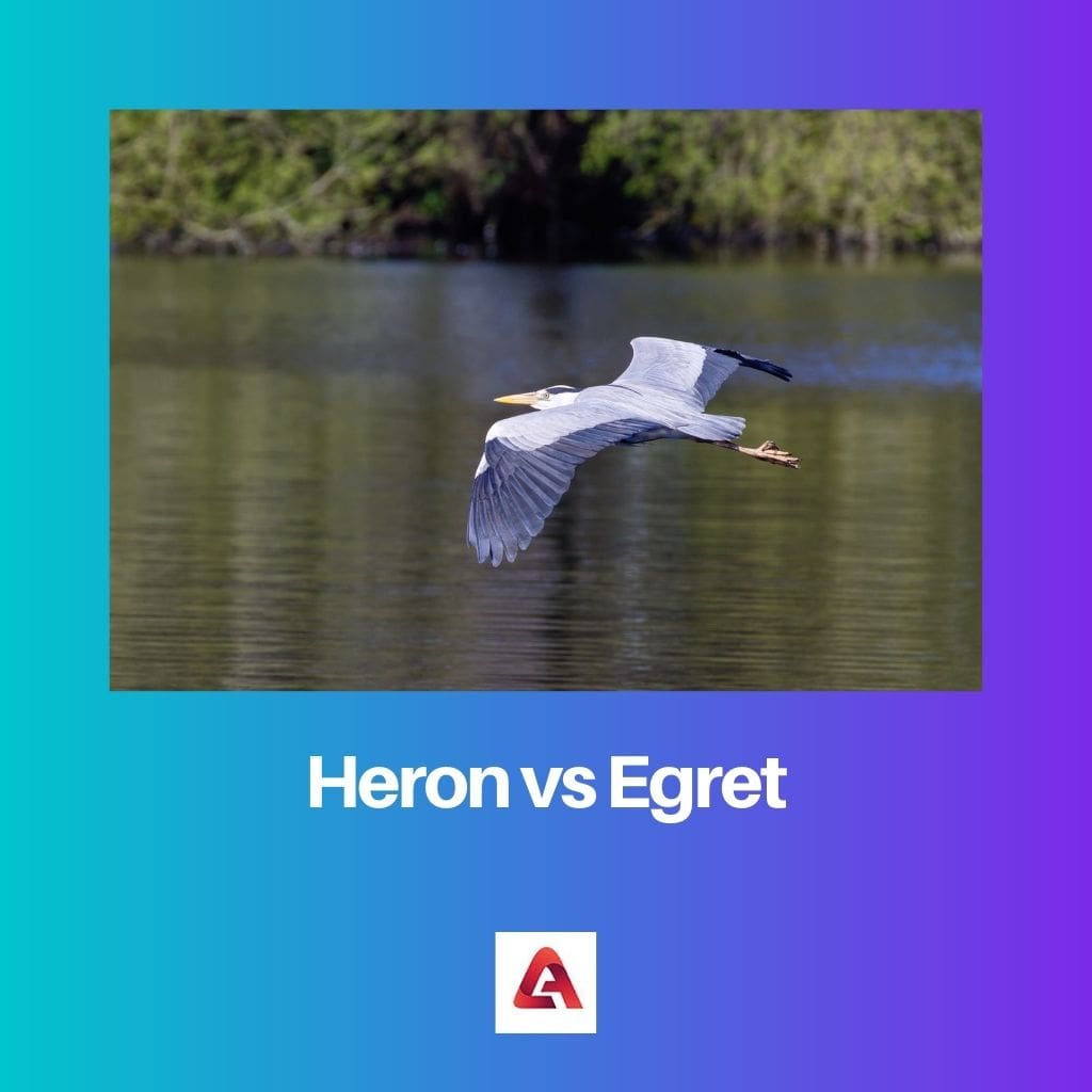 Difference Between Heron and Egret