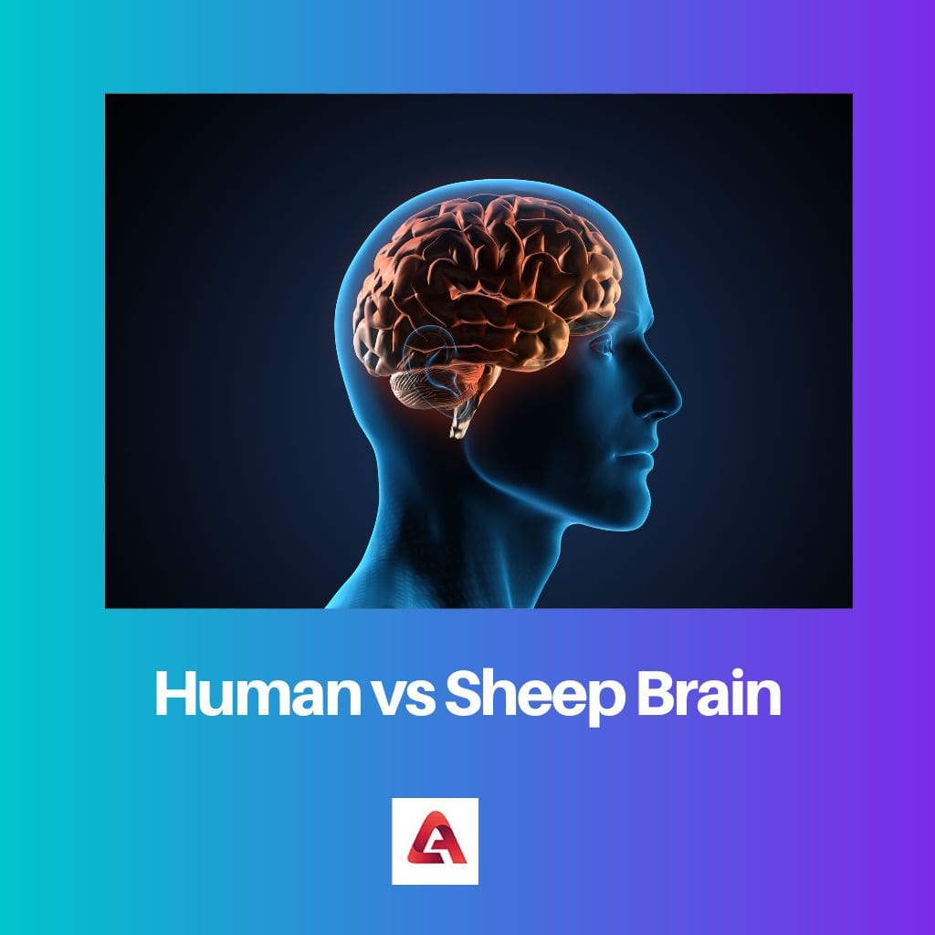 الإنسان مقابل دماغ الأغنام