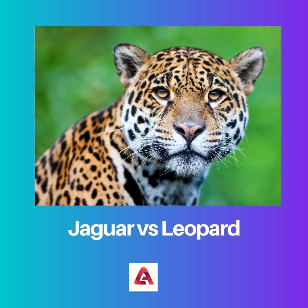 Jaguar vs Leopard