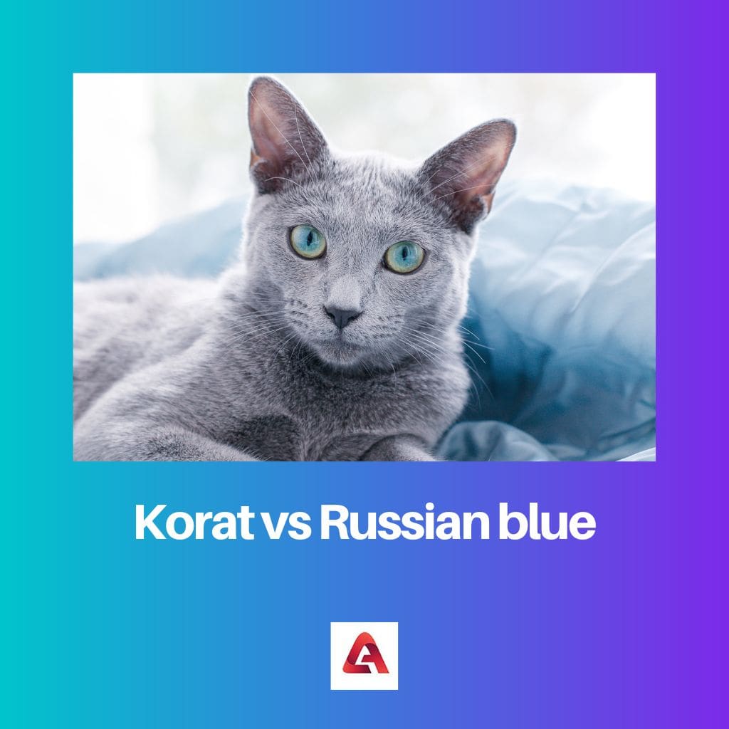 Korat vs Russian blue