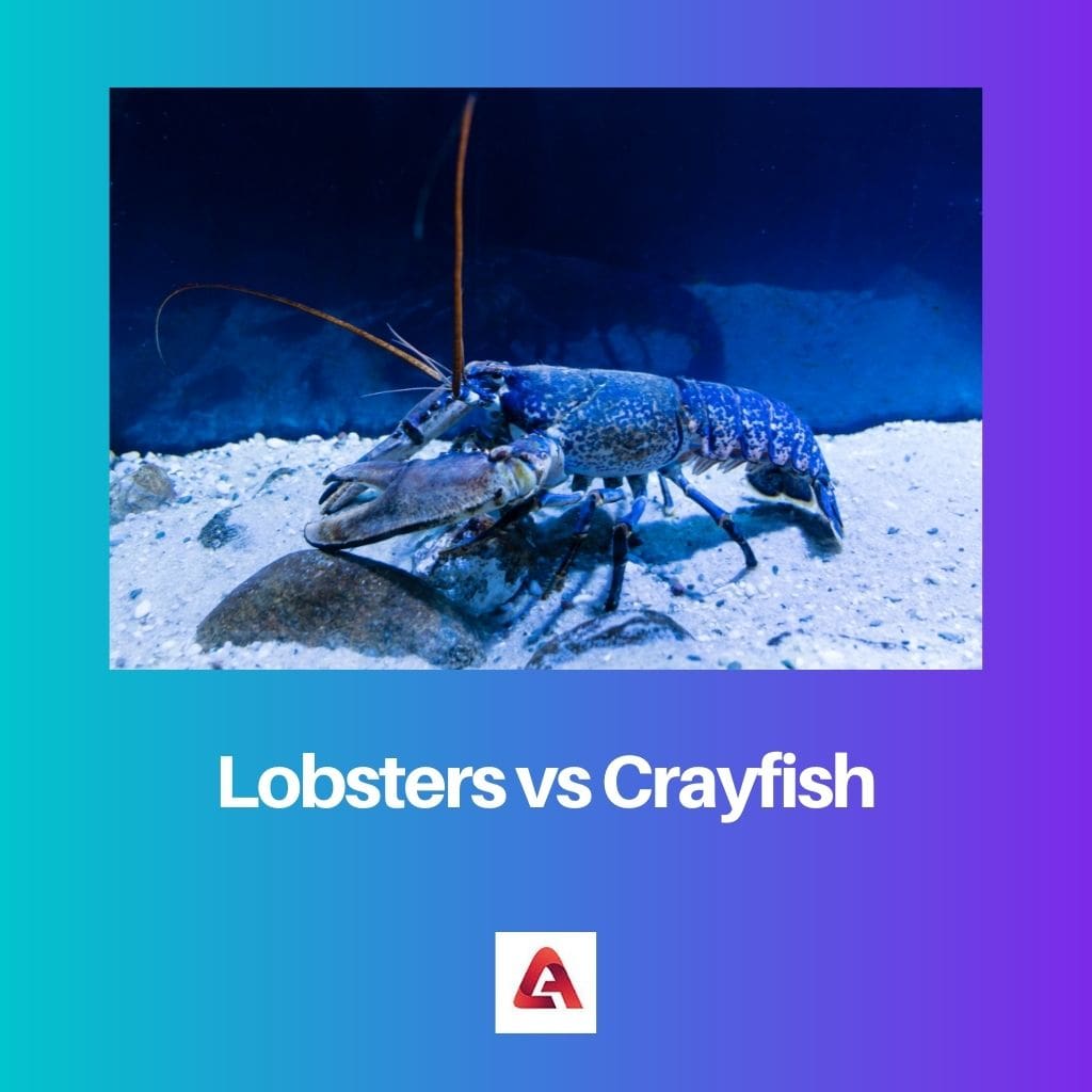 Lobsters vs Crayfish