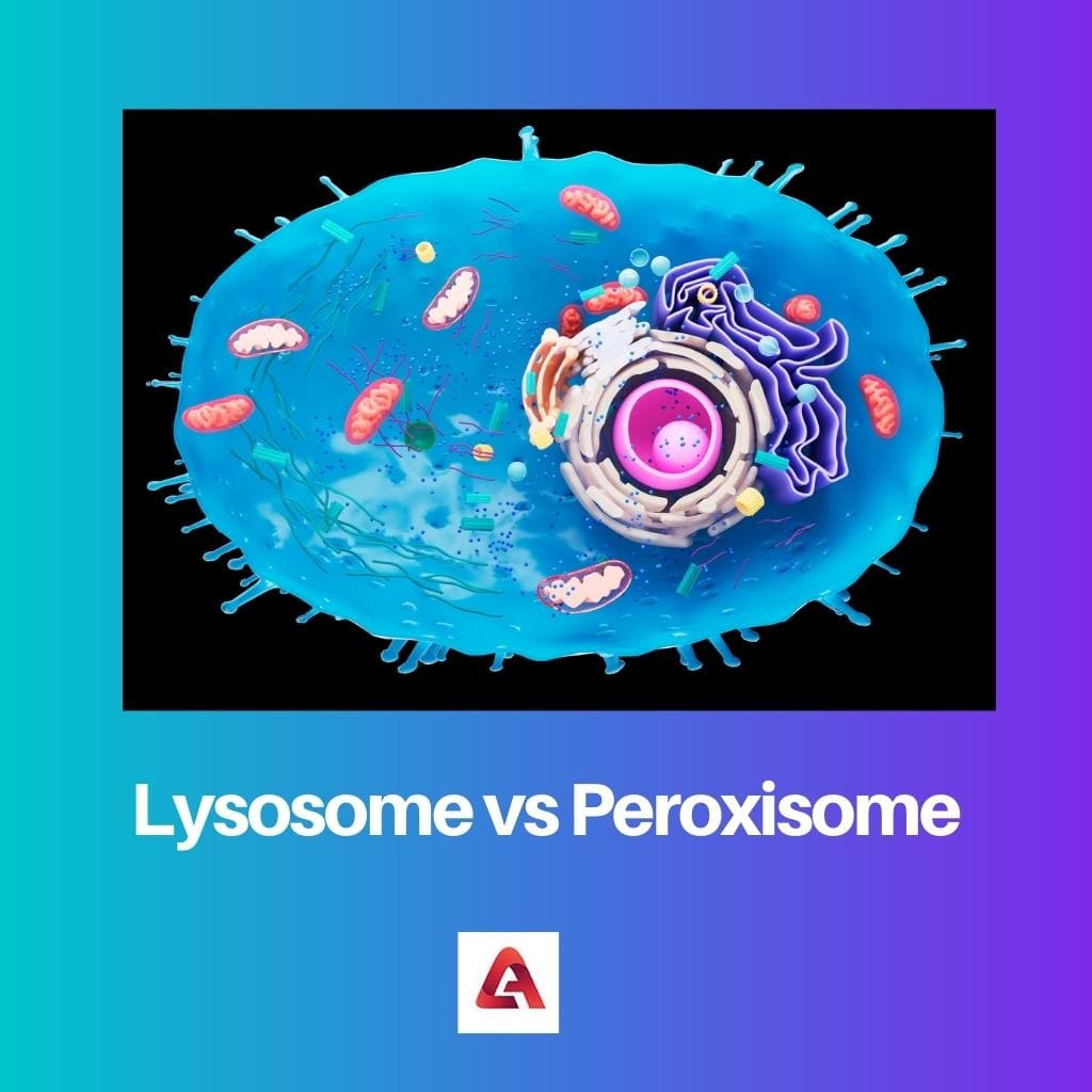Lysosoom vs