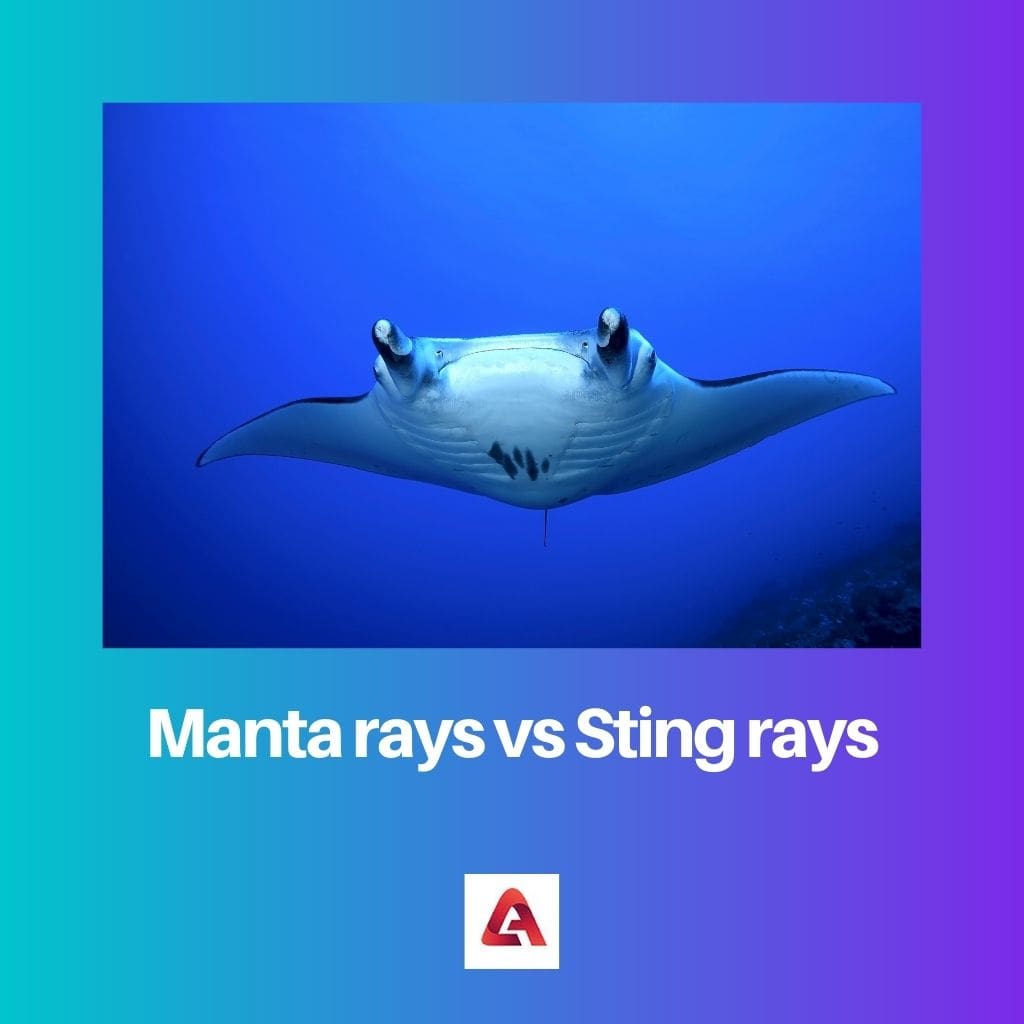 difference between a manta ray and sting ray
