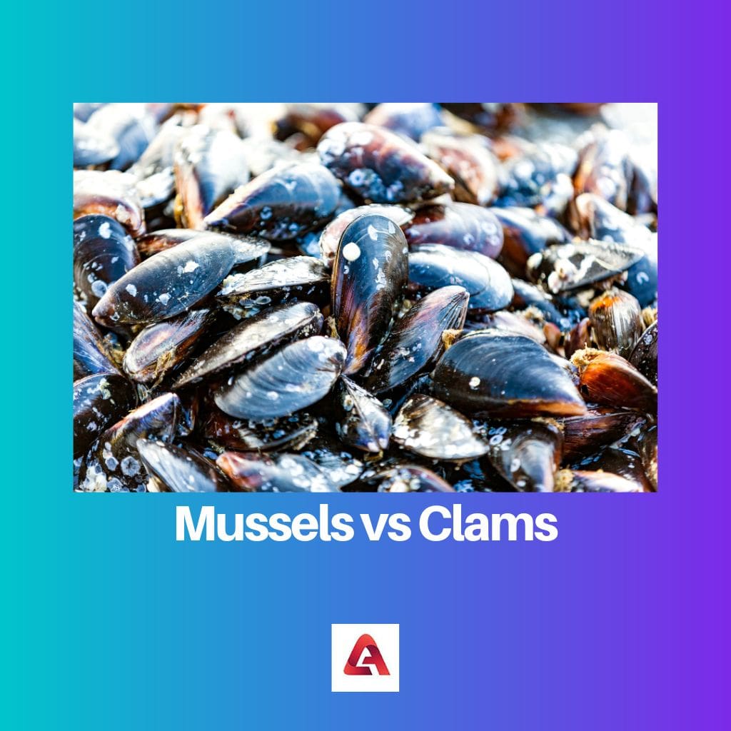 Mussels vs Clams