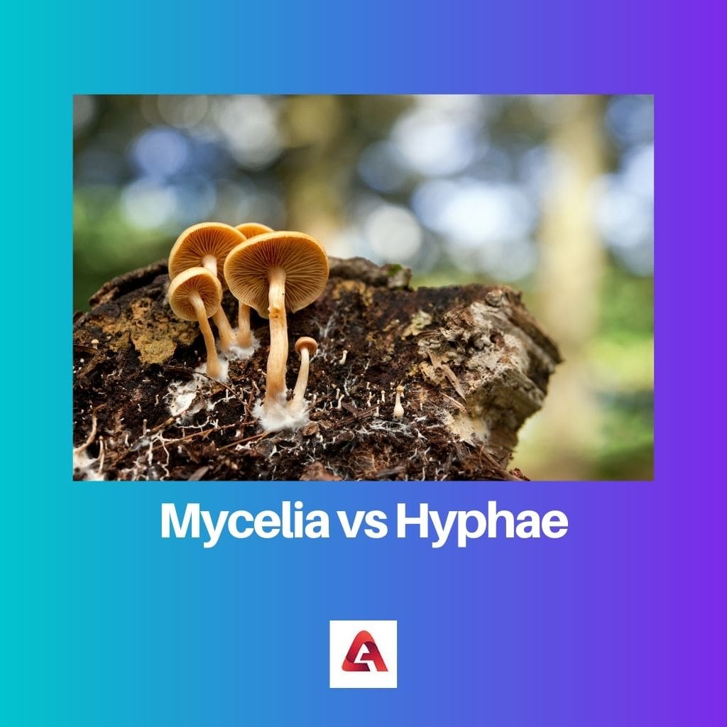 Mycelia مقابل Hyphae