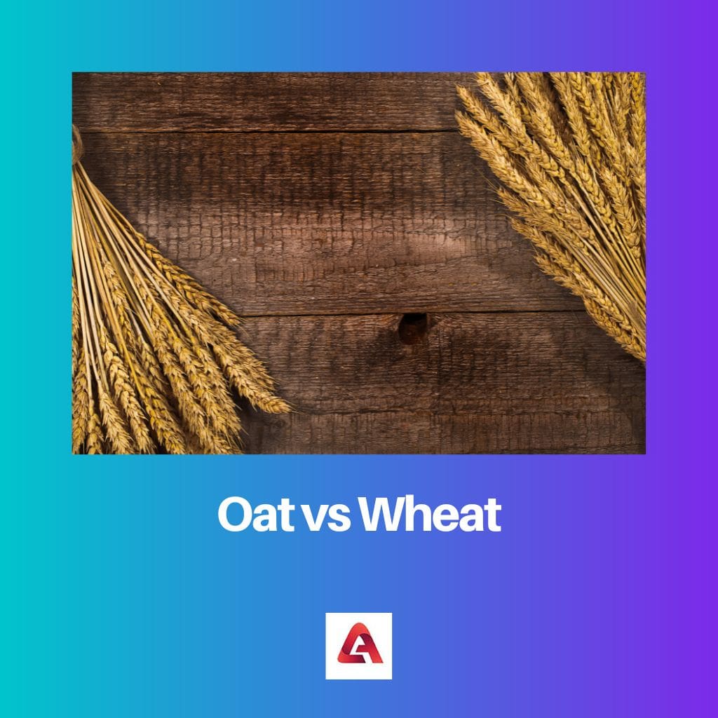 Oat vs Wheat
