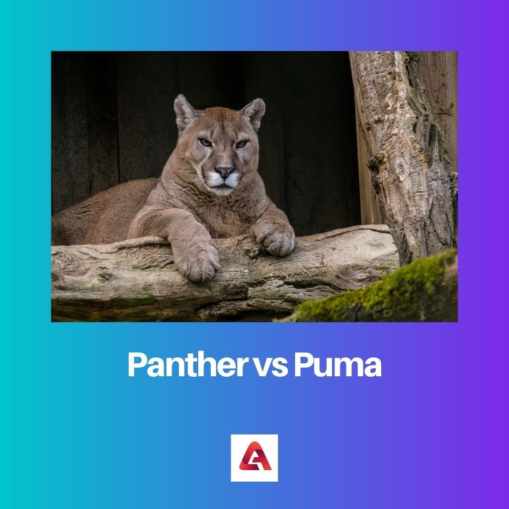 Panther vs Puma