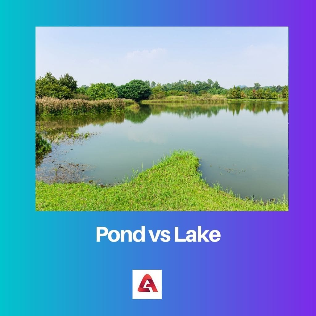 Pond vs Lake
