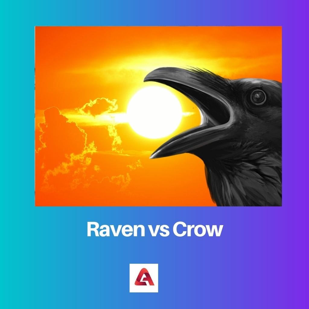 Raven vs Crow