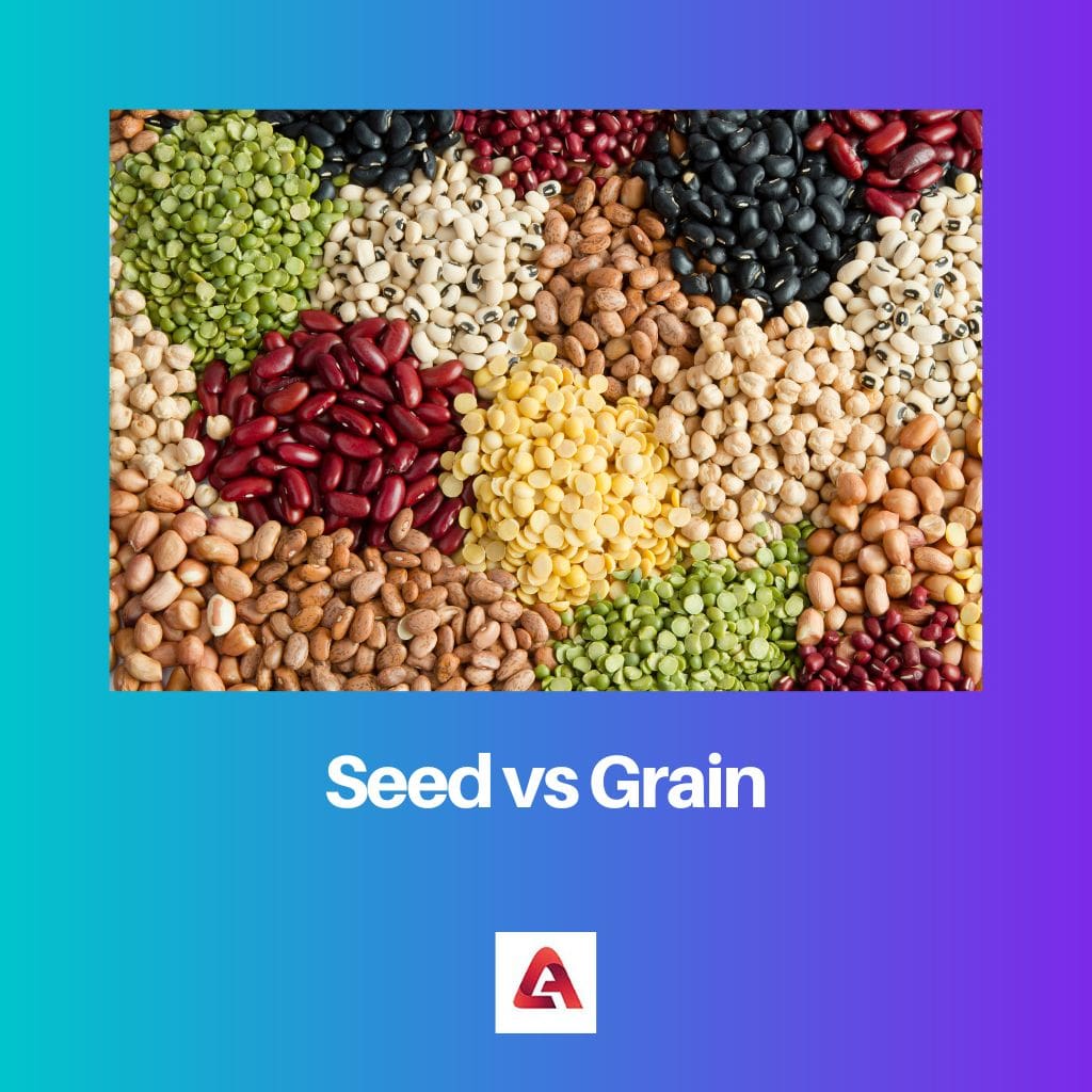 Seed vs Grain