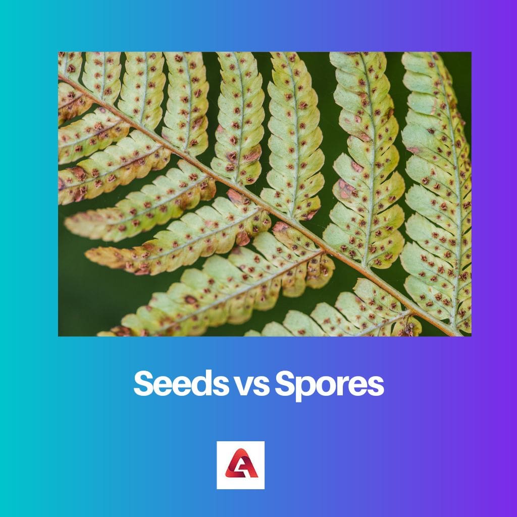 Graines vs Spores