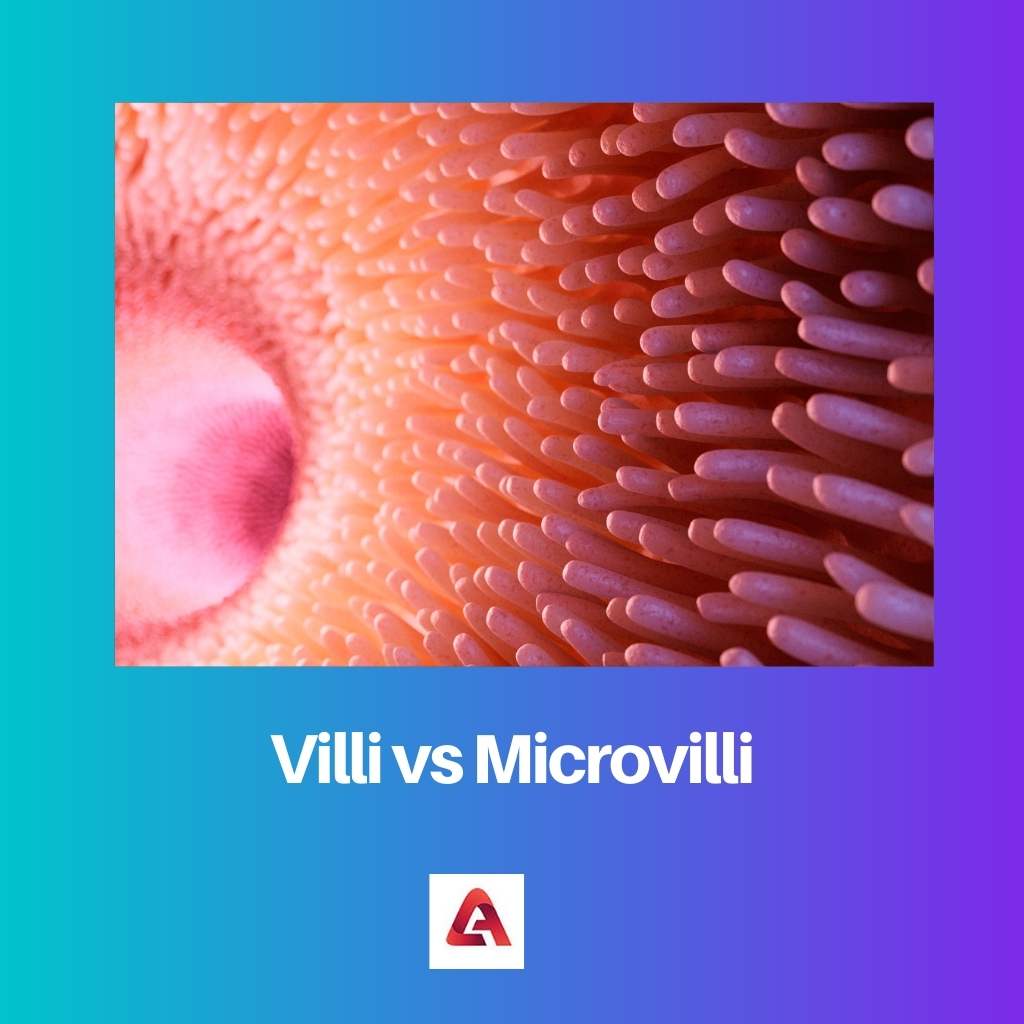 Villi vs Microvilli