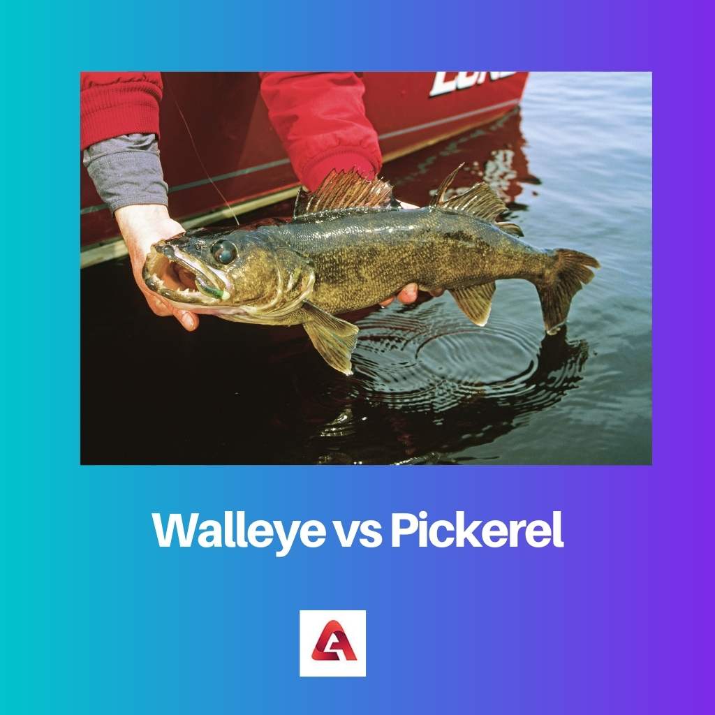 Walleye vs Pickerel