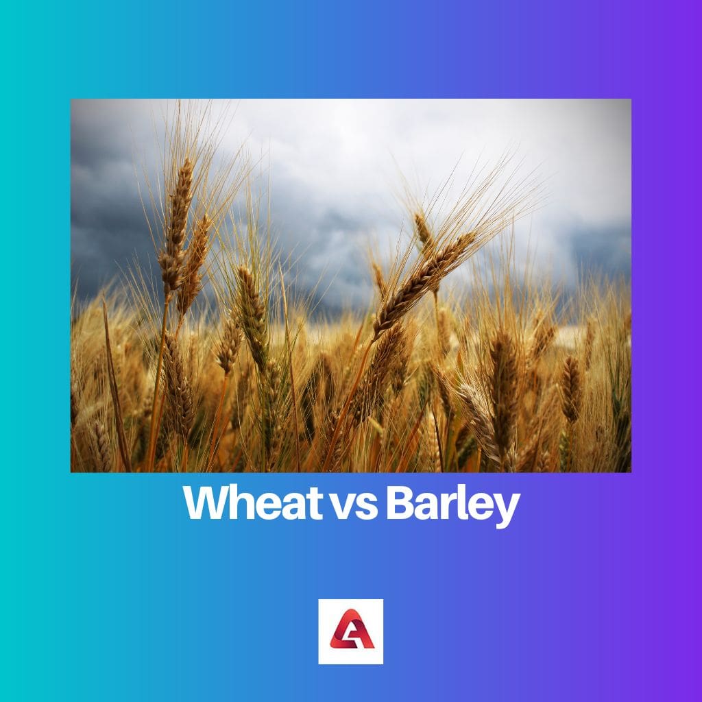 Wheat vs Barley